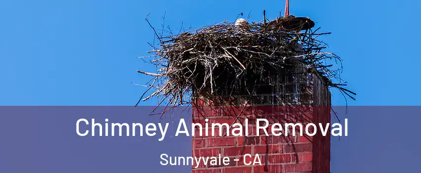  Chimney Animal Removal Sunnyvale - CA