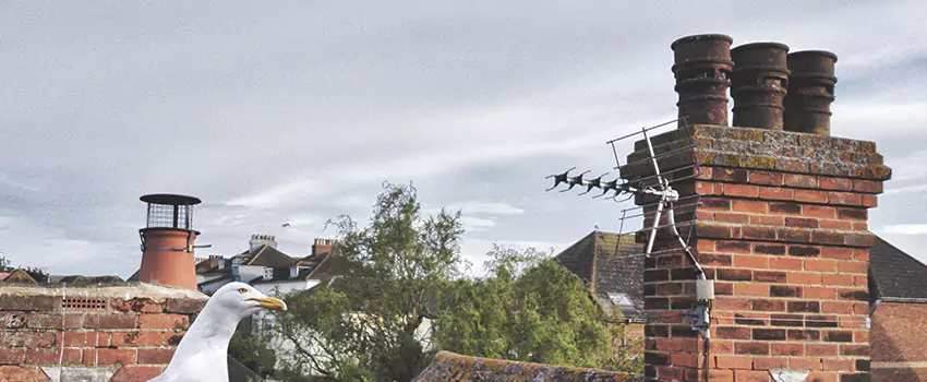 Chimney Cleaning And Restoration in Sunnyvale, California
